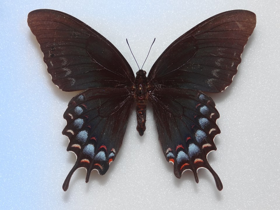 Pterourus garamas garamas (black form 2) Internet Image property of respective owner, non-commercial use only